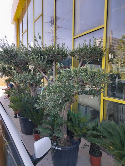 Бансай оливковое