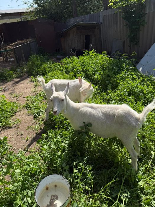 Продам коз. Девочки
