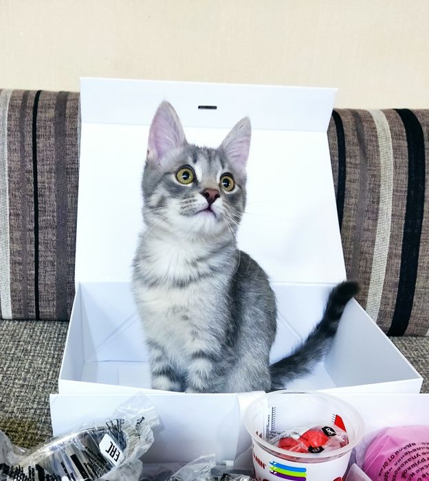 Котенок мальчик в добрые руки