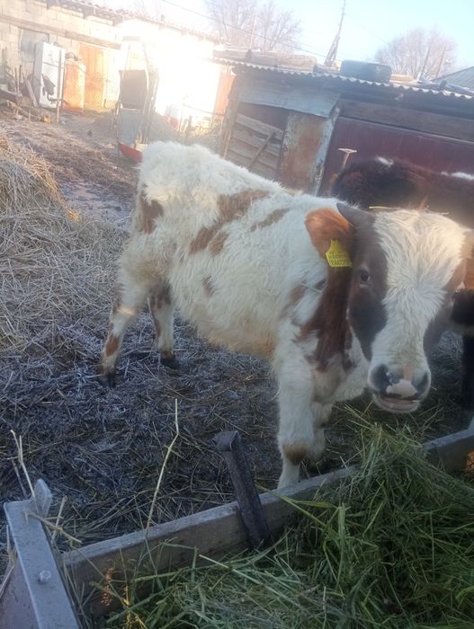 Екі бұха сатылады