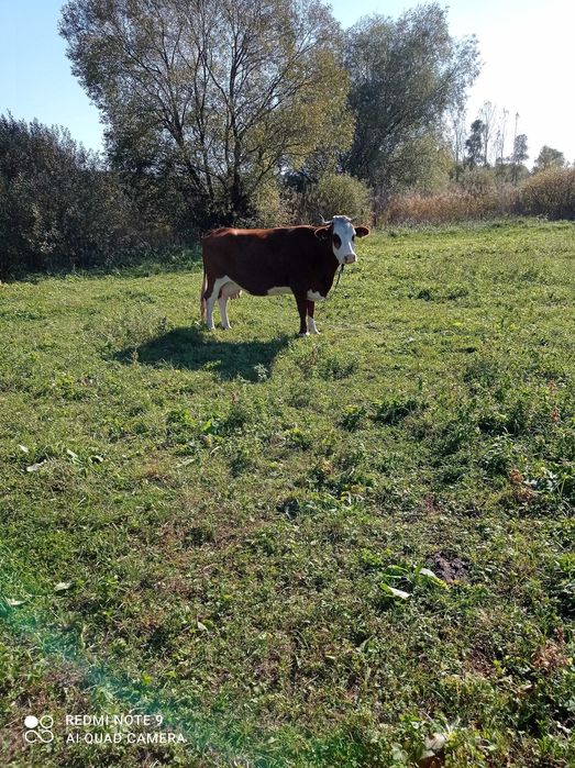 vand ferma agrozootehnica