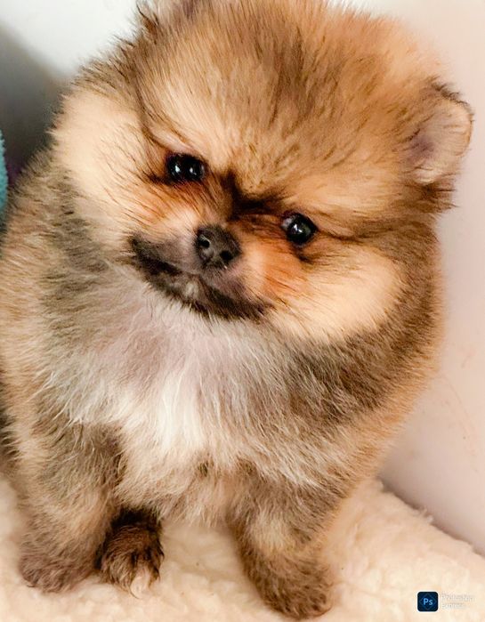 Померан и мини шпиц