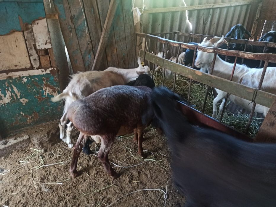 Ешкі қойлар сатылады