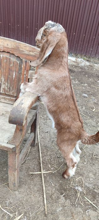 Козлик БиталоКамориНуб