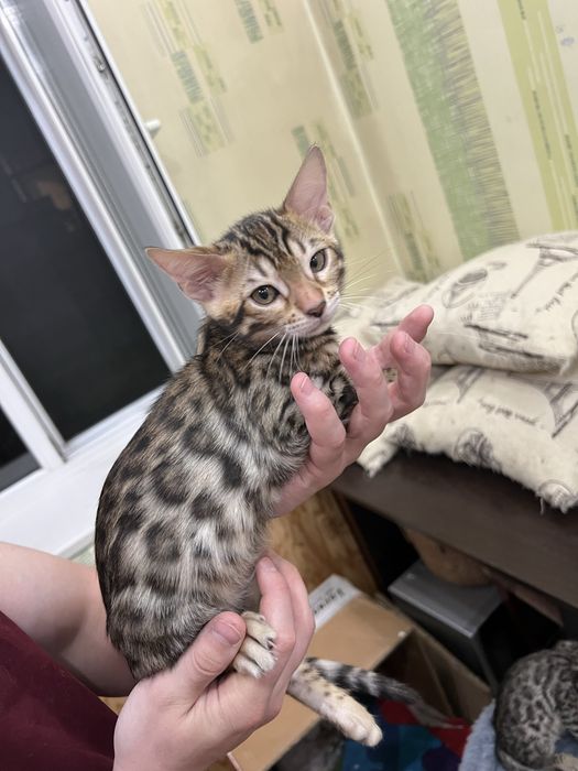 Котята Бенгальские
