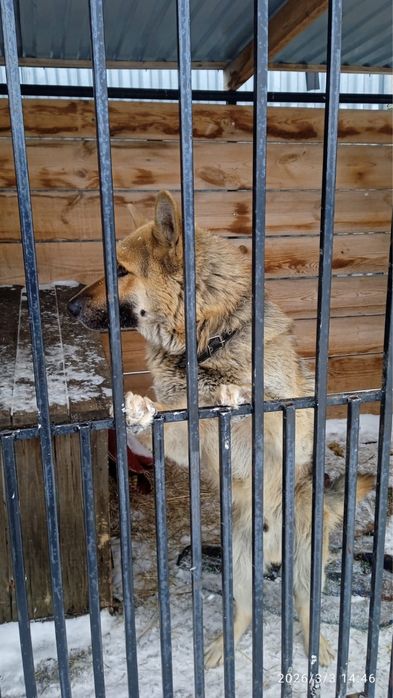 Овчарка,молодой пёс.