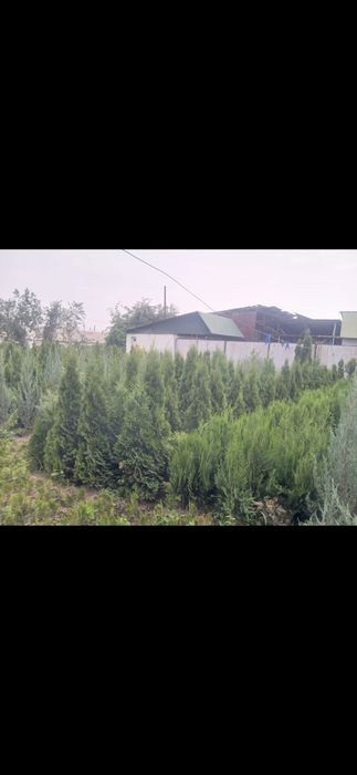 Озелини свой двор