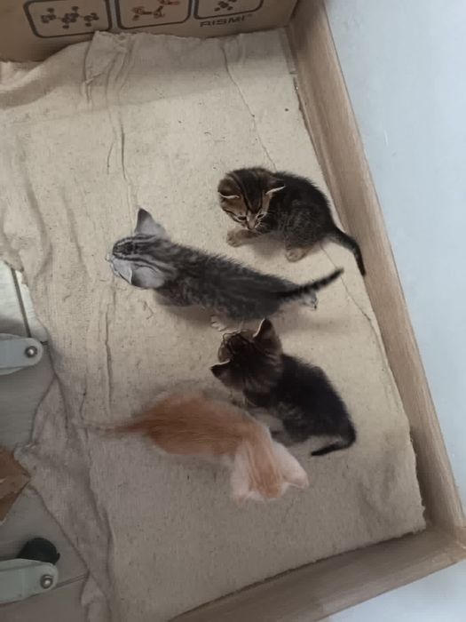 Котята-мальчики ищат дом. Остались без мамы