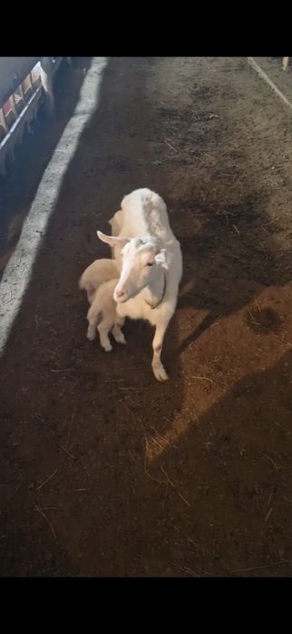 Занен Альпии ешкілері