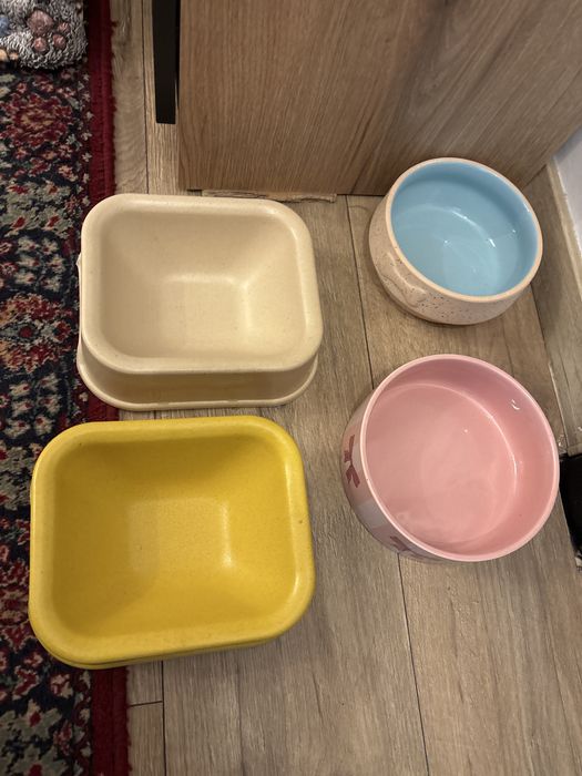 Кокер шпаньол на 6месеца