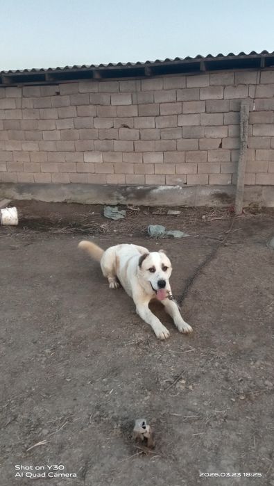 Боиы 68 салмақ 45+