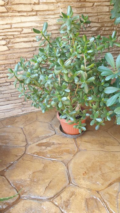 Цветя за дома и офиса