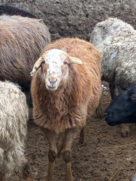 Продам баранов жирных