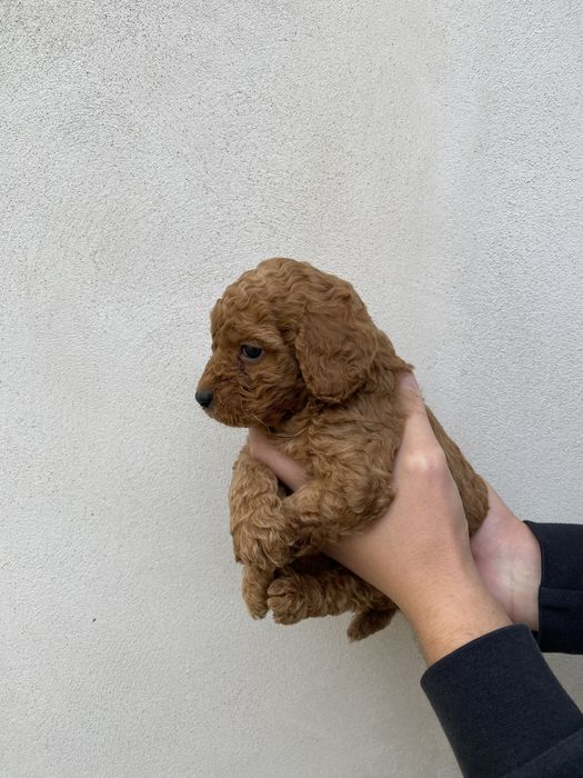 Baietel pudel caniche