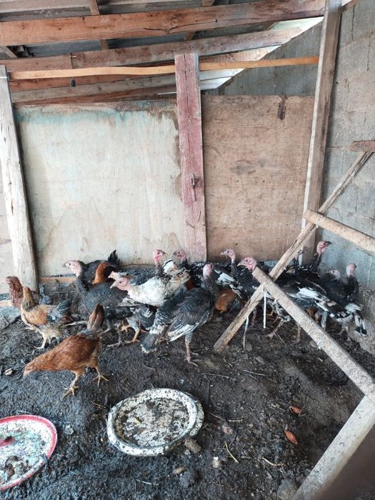 Үндіктер мен тауықтар