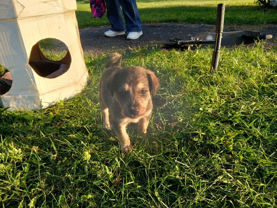 Отдам щенят бесплатно!