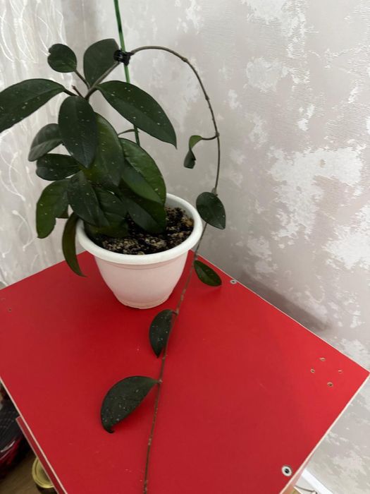 Продам цветы Хойа