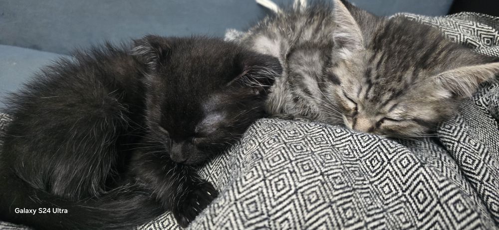 отдам котят мальчики