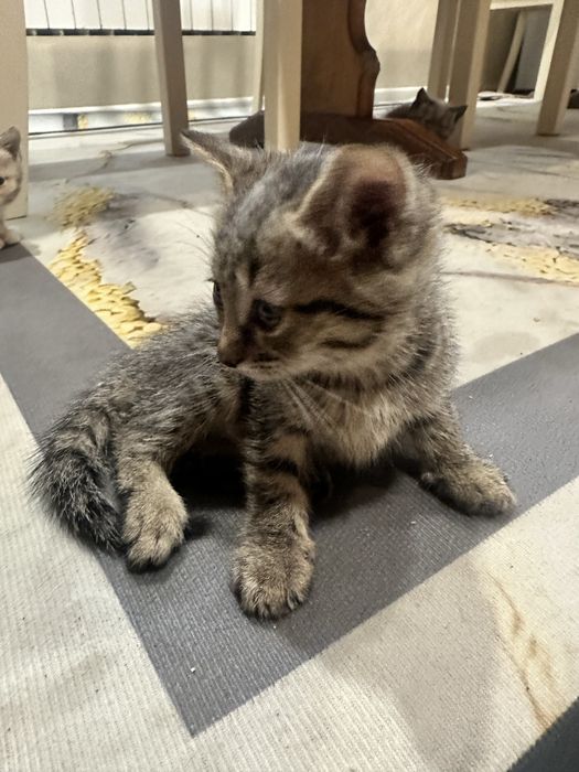 Котенок , кот , домашний питомец