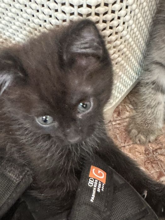 Отдам котят в хорошие руки