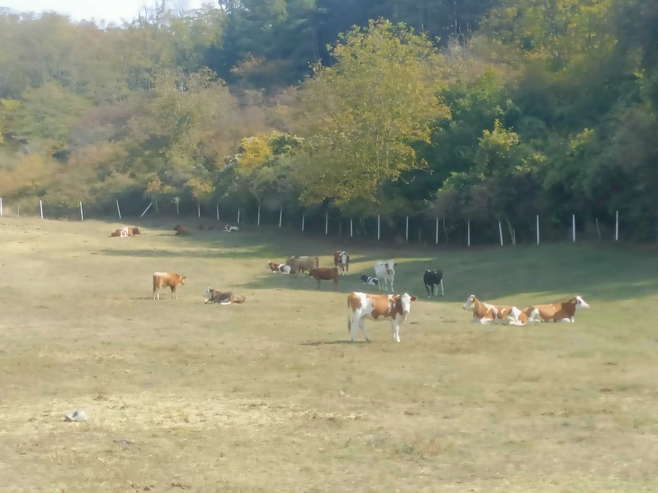 Vaci de vânzare , viței