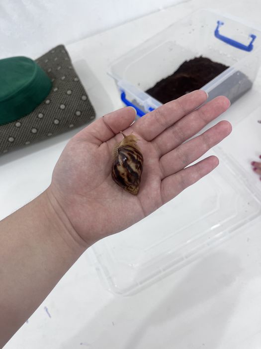 Улитка ахатин сатылады