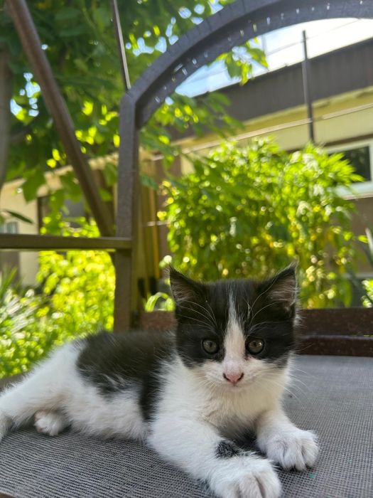 Котенок в хорошие руки.