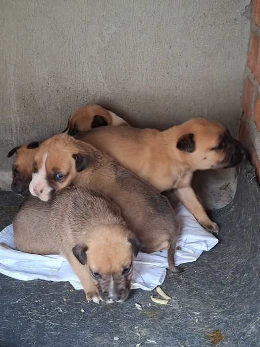 URGENT:Ofer căței de boxer