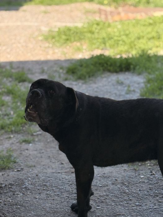 Итальянский Кане Корсо