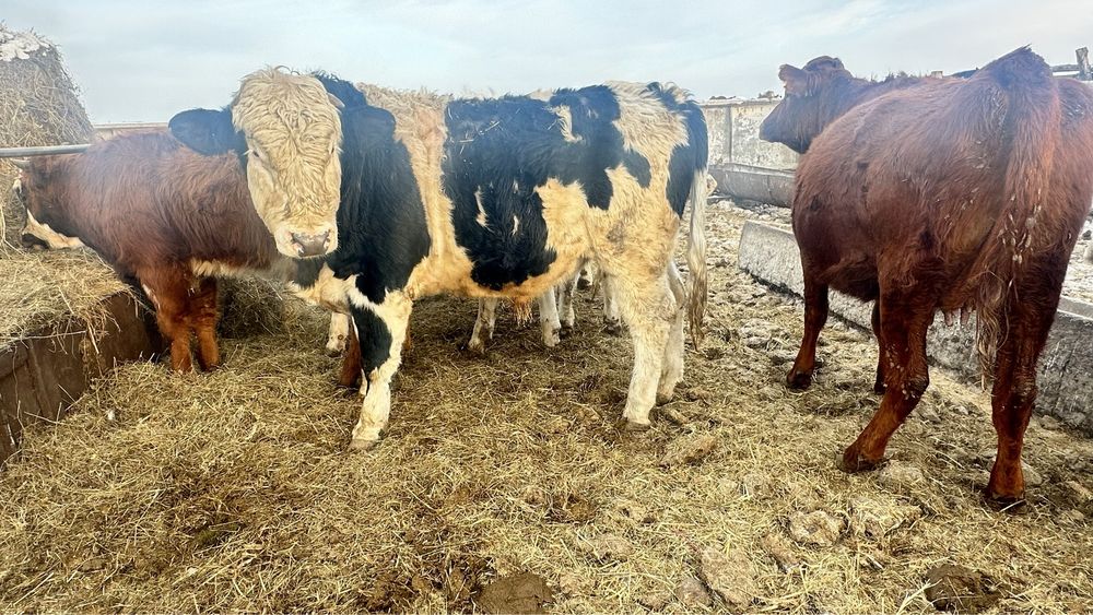 Продам быков на племя