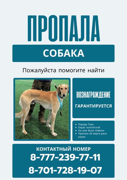 Пропала собака!!!