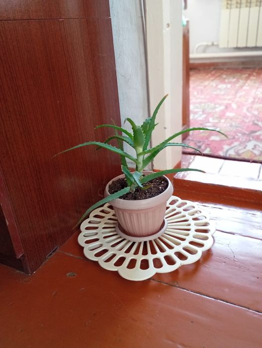 Продам молодой алоэ