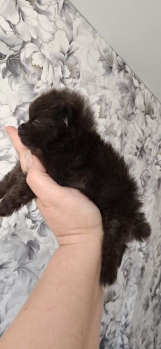 3 мальчика щеночка  мини шпица