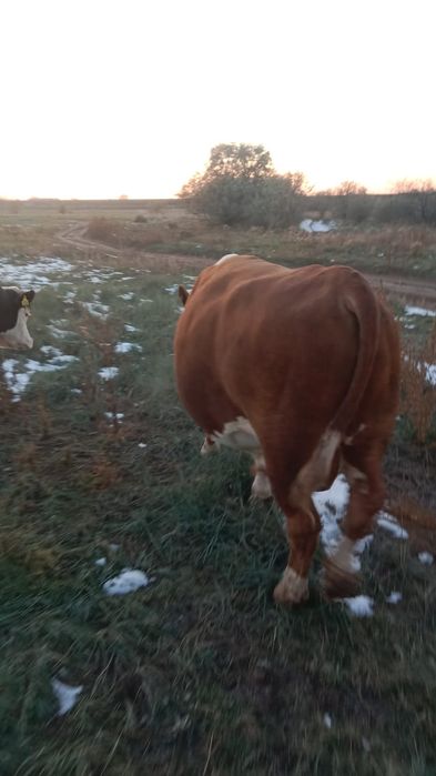 Продам быка здорового