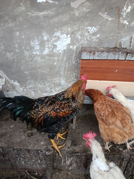 Продам молодых петухов