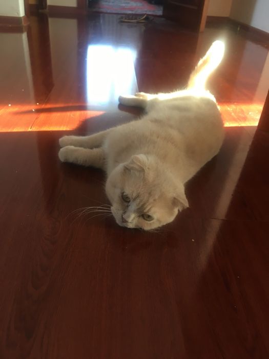 Шатландец, вислоухий кот