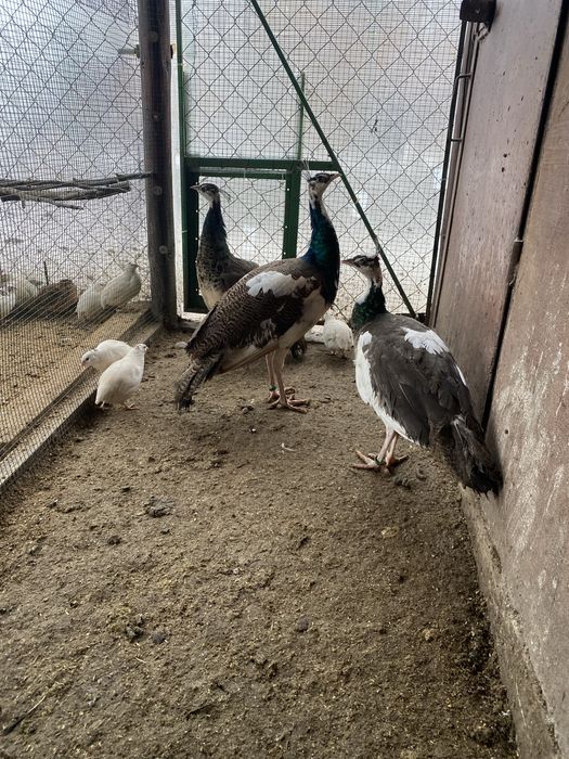 Vand pauni  Silvar pied. Alechin ochi alb umar negru