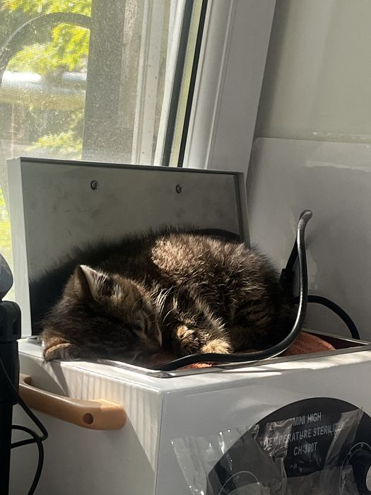 Отдам котенка в добрые руки