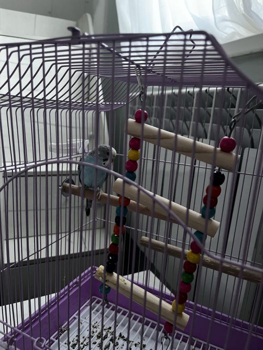 Волнистый попугай