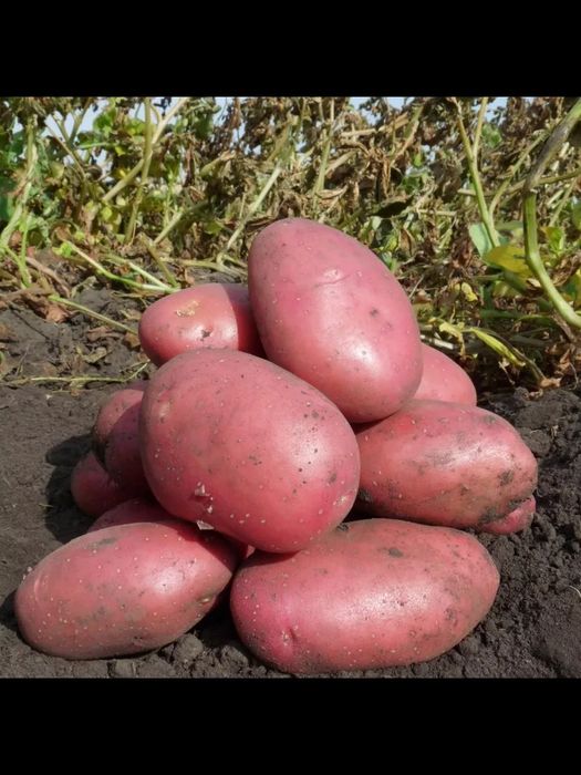 Домашний картофель