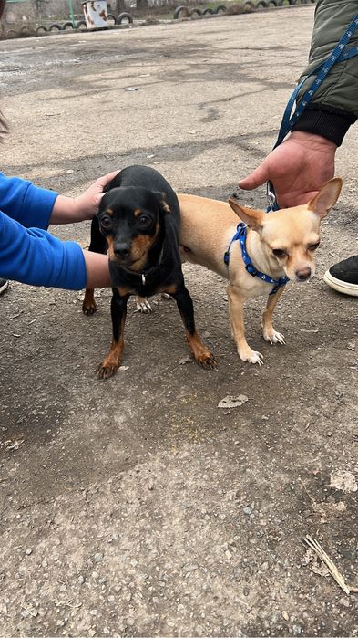 Инструктор по вязкам для собак