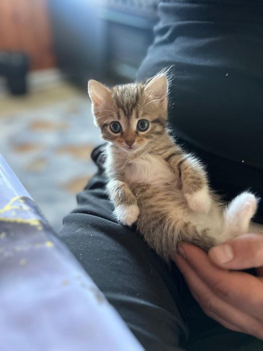 Отдадим котят в добрые руки