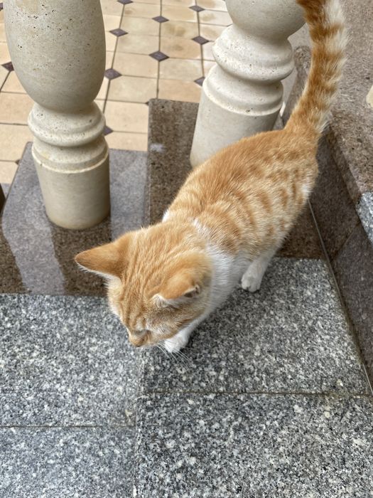 Котята бесплатно