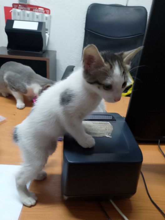 Подарявам котета