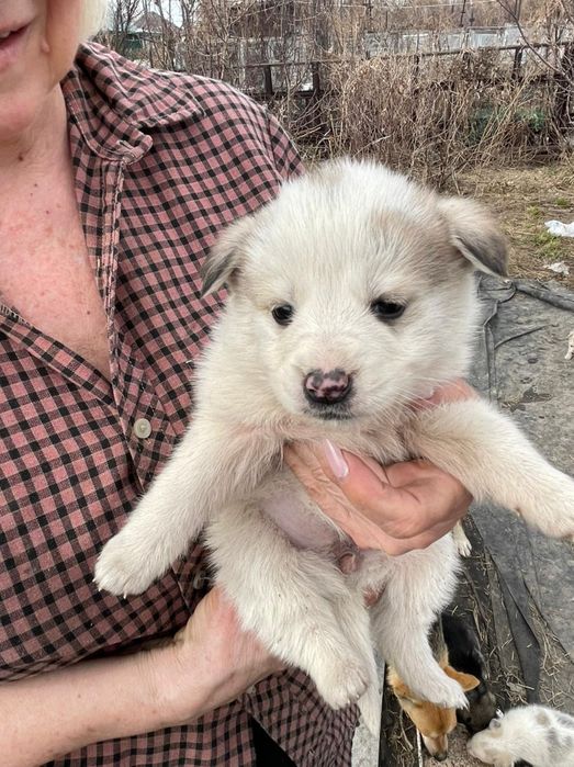 Отдам щенка в добрые руки