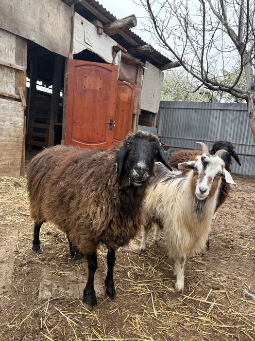 сойыска койлар сатылады