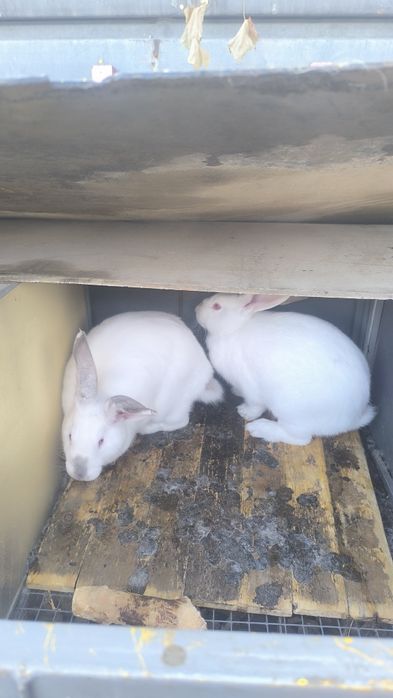 Семья с клетками