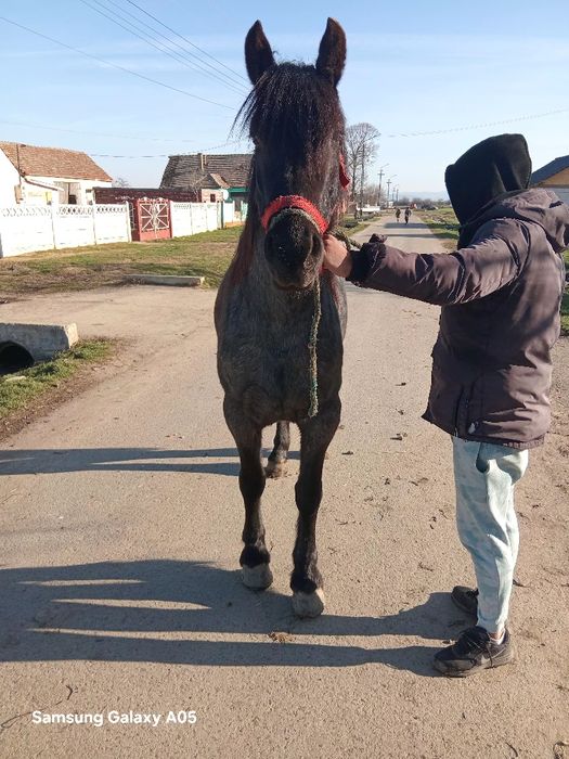Manza de vazare  de doi ani