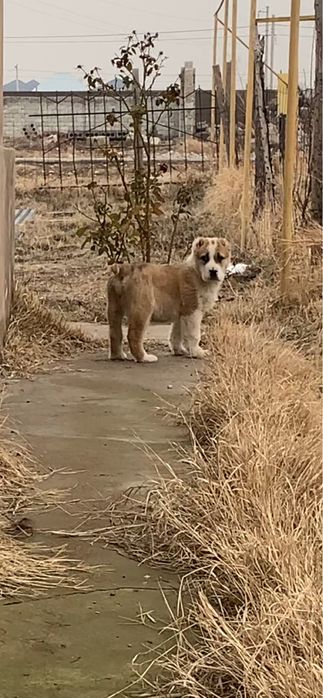 Щенок сао алабай кушык