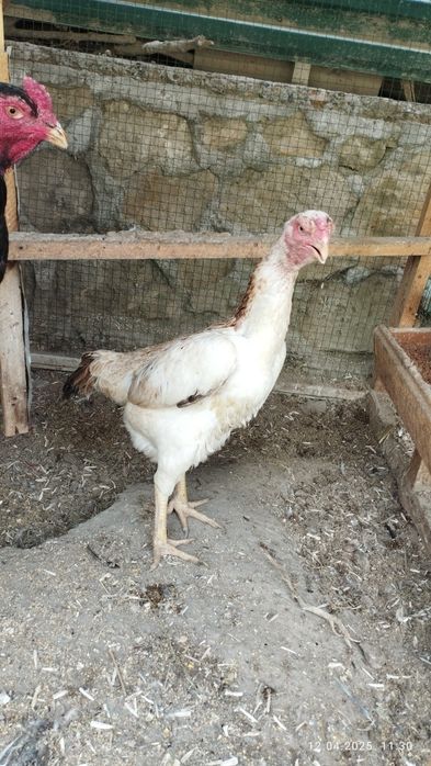 Шамо дакан товук тухумлари сотилади